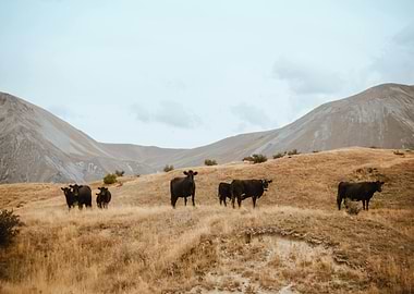 Cattle Grazing in Mountainous Landscape
