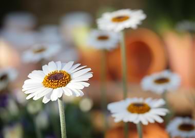 White Daisies in a Garden Setting