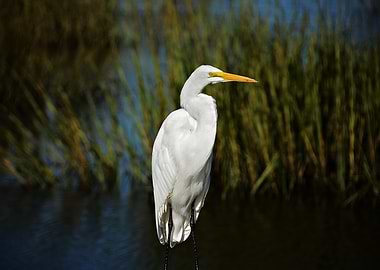 Great Egret Portrait in Natural Habitat