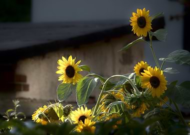 Sunflowers in Garden