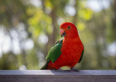 Australian King Parrot on Wooden Rail
