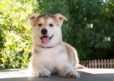 Cute Alaskan Malamute Puppy Portrait