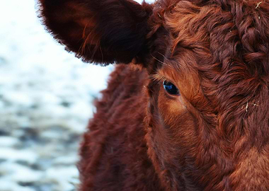 Close-up of a Brown Cow's Face