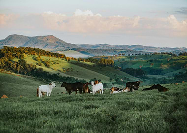 Cows Grazing in Green Pasture Landscape