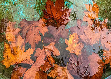 Autumn Leaves in Water
