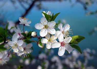 White Cherry Blossoms in Spring