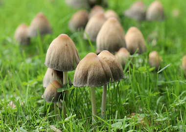Mushrooms in Green Grass