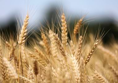 Golden Wheat Field Close-Up