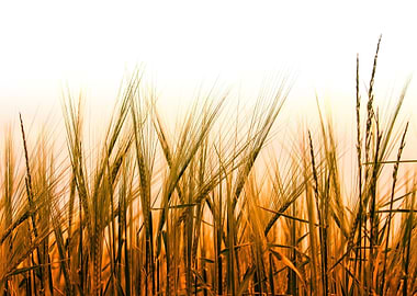Golden Wheat Field Against White Sky