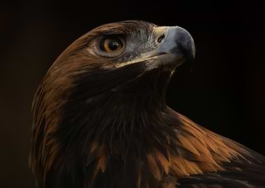 Majestic Golden Eagle Portrait