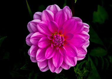 Vibrant Pink Dahlia Flower Close-Up