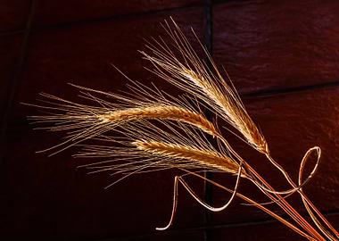 Golden Wheat Stalks on Dark Background