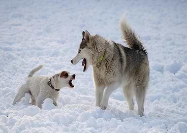 Two dogs barking in the snow