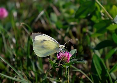 Butterfly on a clover flower
