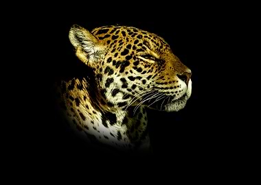 Jaguar Portrait on Black Background