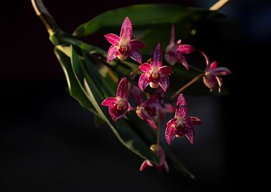 Pink and White Orchid Flowers