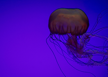 Purple jellyfish