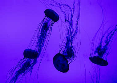 Jellyfish cyberpunk style