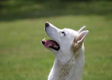 White Husky Looking Upward
