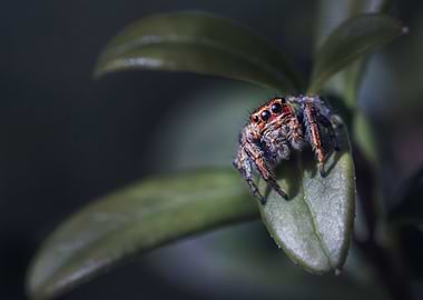 Jumping Spider on Leaf Macro Shot