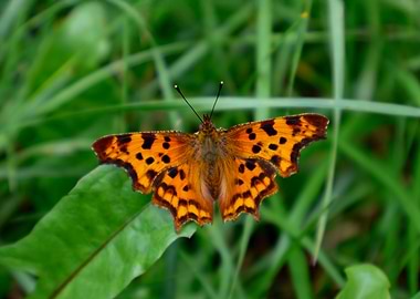 Butterfly on Green Leaf