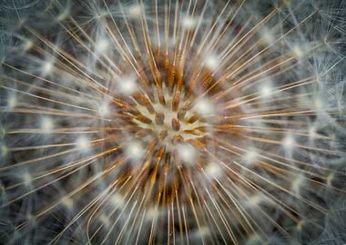 Dandelion Seed Head Close-Up