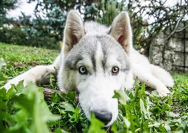 Husky with Heterochromia in Green Grass