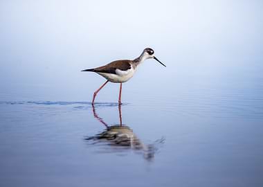 Black-necked Stilt in Water