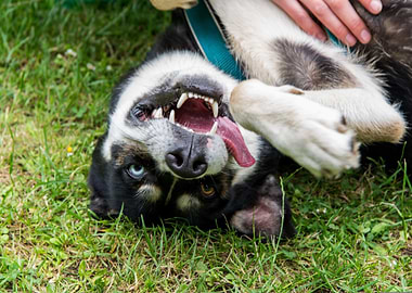 Happy Dog Rolling on Grass