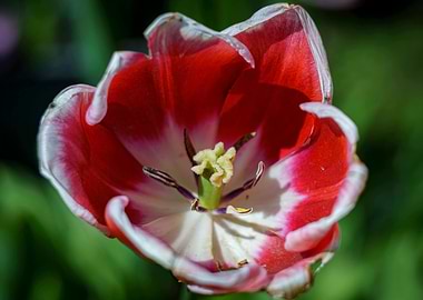 Red and White Tulip Close-Up
