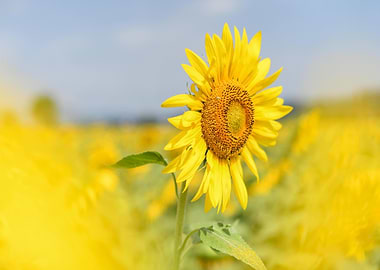 Sunflower Field in Full Bloom