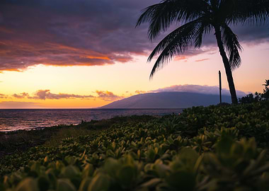 Tropical Sunset with Palm Tree Silhouette