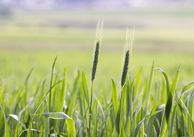 Green Wheat Field