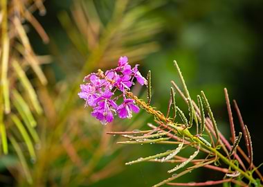 Pink Flower with Dew Drops