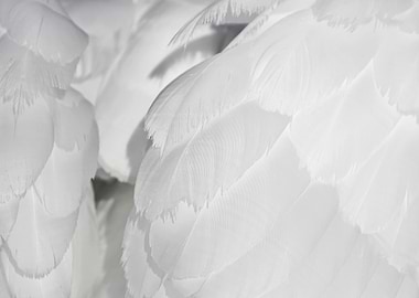 White Feathers Texture