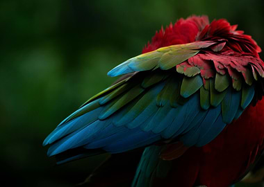 Colorful Parrot Feathers Close-Up