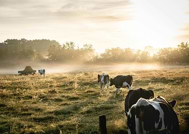 Cows in a misty morning field