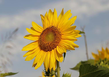 Bright Yellow Sunflower in Full Bloom