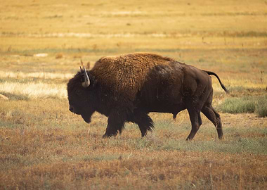 American Bison in a Field