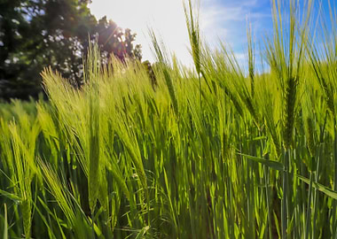 Green Wheat Field Under Blue Sky