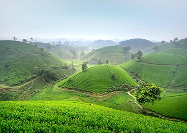 Lush Green Tea Plantation Hills Landscape