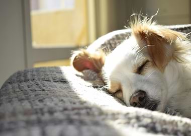 Sleeping Dog in Sunlight