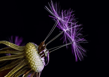 Dandelion Seeds on Black Background