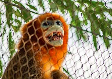 Golden Lion Tamarin Behind Wire Mesh
