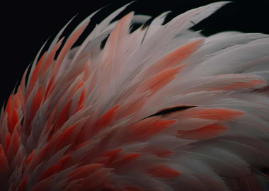 Flamingo Feathers Close-Up