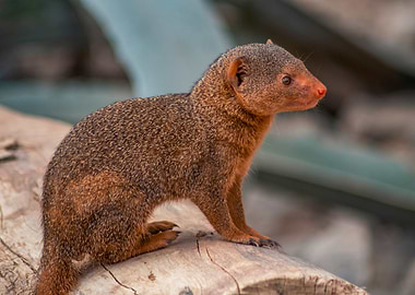 Alert Mongoose on a Log
