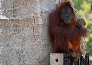 Orangutan clinging to a rope