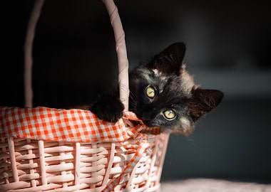 Black Kitten in a Basket