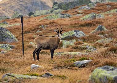 Chamois in Mountain Landscape