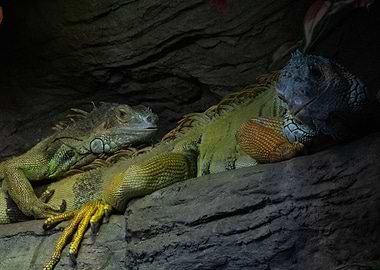 Lizard lizard lizard